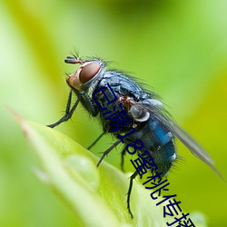 已滿18蜜桃傳播媒體