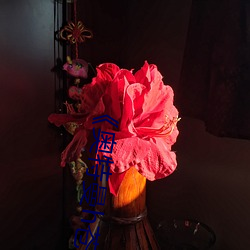 《奥特曼(曼)h苍(蒼)月女战士》全集(集)免(免)费(費)观看