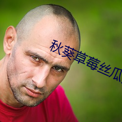 秋葵草莓丝瓜黄瓜绿巨人20