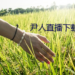 尹人直播下载