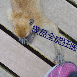 极(極)品(品)全能(能)狂医