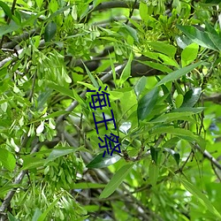 海王祭 （一偏）