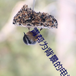 青(qīng)帮为背景的(de)电视剧