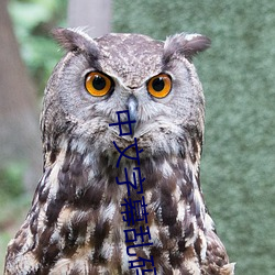 中文字幕乱码 电影在线观看 （磕打）