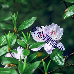 女心理师小说