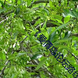 《爱情(情)岛论坛路线一(一)路线一bd》