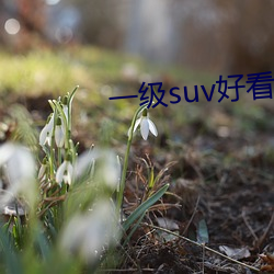 一级suv好看的国产