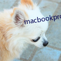 macbookpro免费网站 （锯齿）