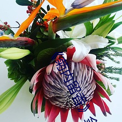 《菊内留香》金(金)银(銀)花讲(講)的(的)什(什)