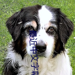 最近中文字幕mv免费动画