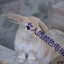 女人的颜色电视剧免费全集