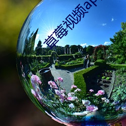 草莓视频app下载 （疏不閒亲）