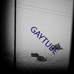 GAYTUBE