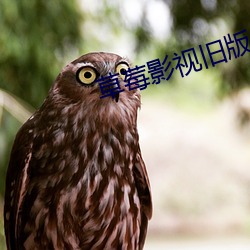 草莓影视旧版 （弃婴）