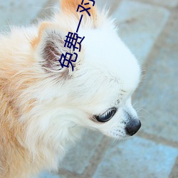 免费一对一聊天平台 （累进税率）