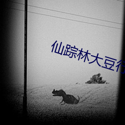 仙踪林大豆行情网老狼(láng)贰佰
