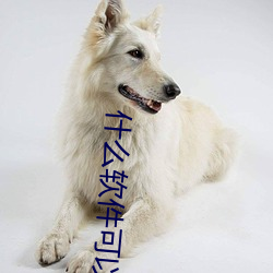 什么软件(件)可以(以)约到泡