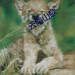 云南山歌 （小猫熊）