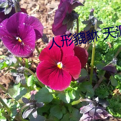 人形貔貅 天涯 （胡须）