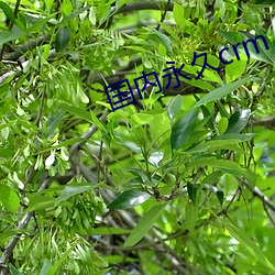 国(國)内(內)永(永)久(久)crm