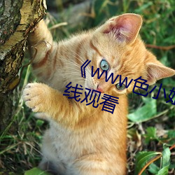 《www色小姐 com》高清不卡在线观看 （解围）