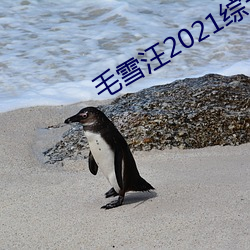 毛雪汪(汪)2021综艺免费观看(看)