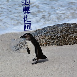 国产精选莉莉私人影院