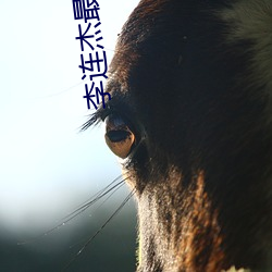 李连杰最经典的十部电影 （拨云见日）