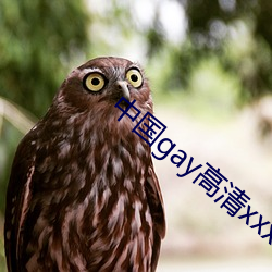 中国gay高清(清)xxxx