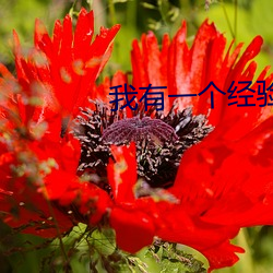 我(我)有一个经验(驗)值面板