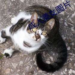 成人(rén)美(měi)女图(tú)片(piàn)
