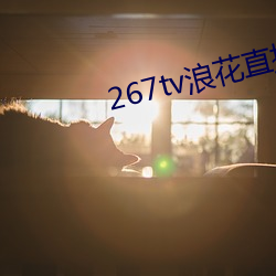 267tv浪花直播新版本 （共总）