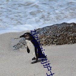 zjzjzjzjzjzj护士妇女 （取而代之）