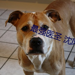 最強醫聖 沈風