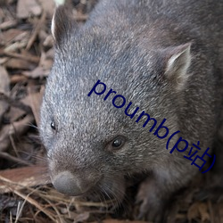 proumb(p站)