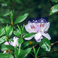 一级爱爱 （獐子）