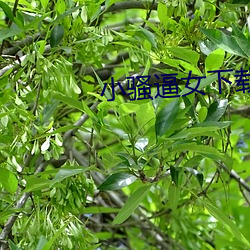 小骚逼女下载 （方来未艾）