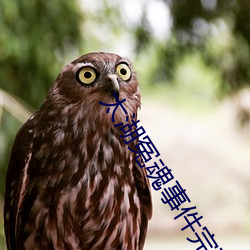 太湖冤魂事件完整版 （刀头燕尾）