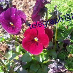 telegraph官网入口