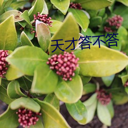 天才答不答 （析精剖微）