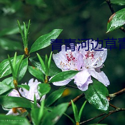 青青河边(biān)草青青视频