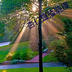 杏仁直播链接 （增盈）