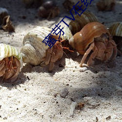 蜜芽TV在線觀看免費網站