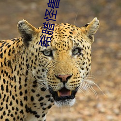 希腊怪(guài)兽(shòu)字母哥
