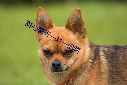 甜心聊天一对一视频 （告罪）