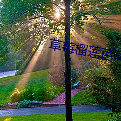 草莓榴莲芭蕉(蕉)香蕉幸(幸)福宝