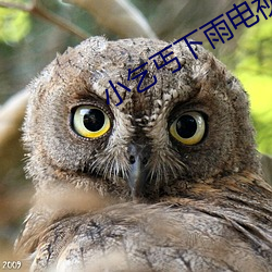 小乞丐下雨電視劇