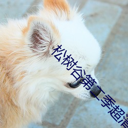 松樹谷第二季超清