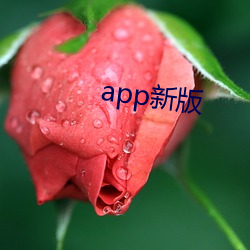 app新版