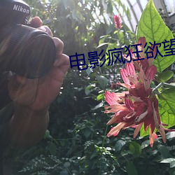 电(電)影(影)疯狂(狂)欲望
